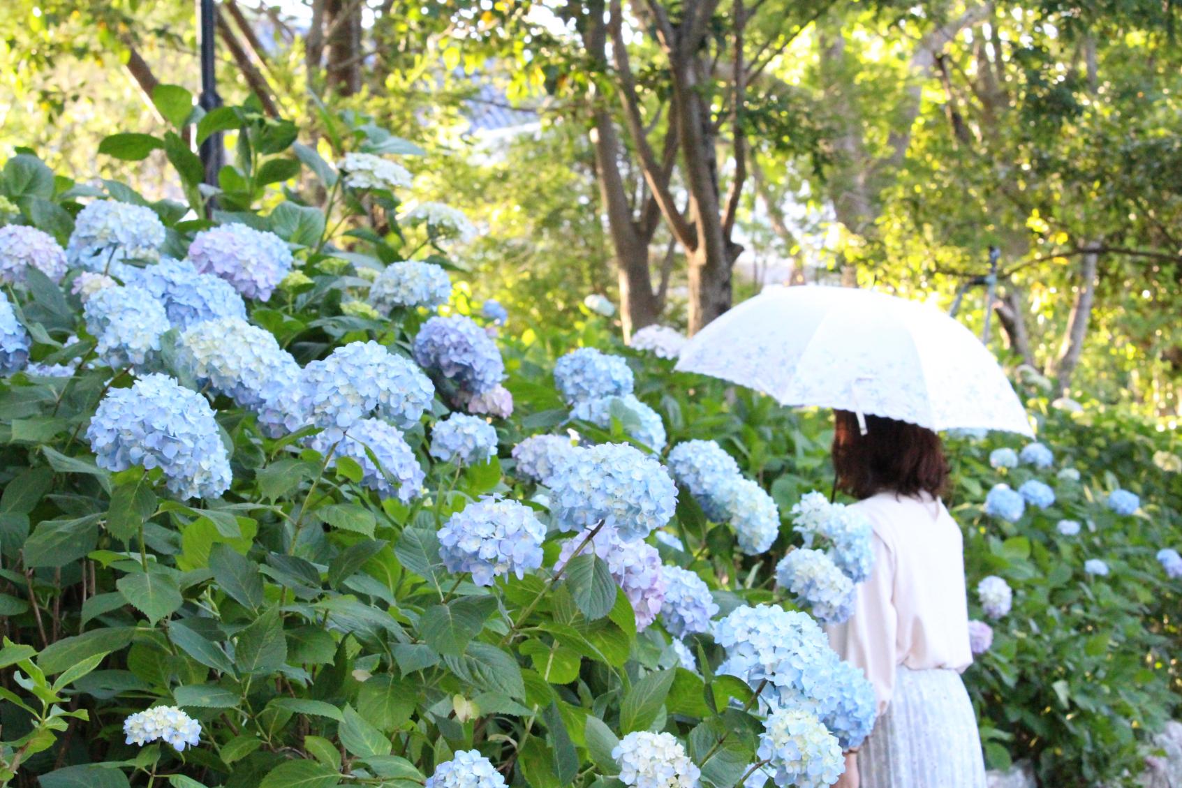 梅雨を彩る あじさい