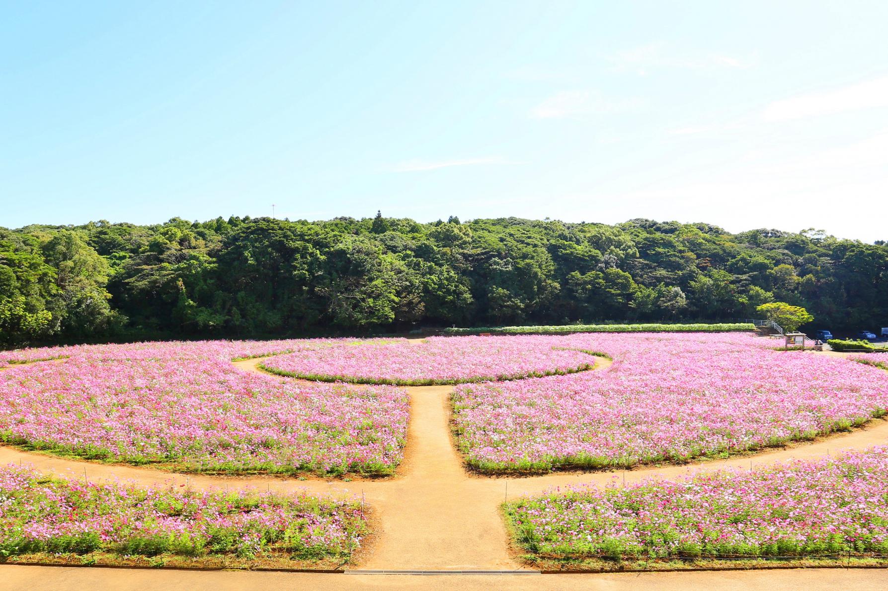 九十九島の眺望と15万本のコスモス