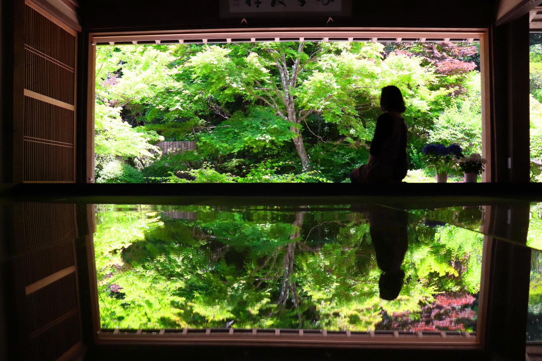 寿福寺 逆さ新緑