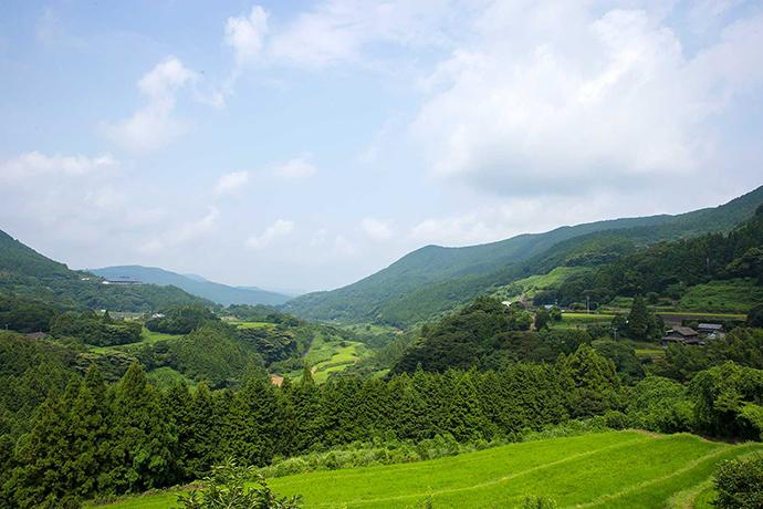 ２．香り高く高品質な緑茶をGET（前田製茶）-0