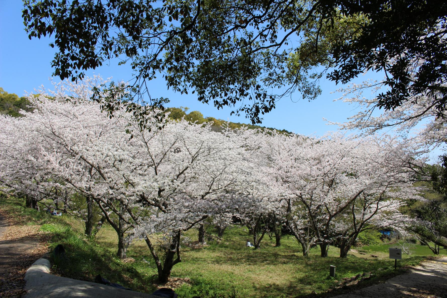 花の森公園-1