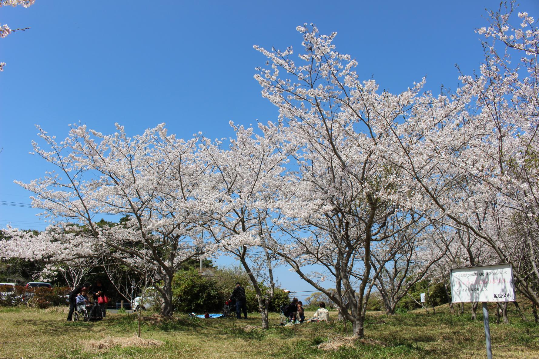 花の森公園-0