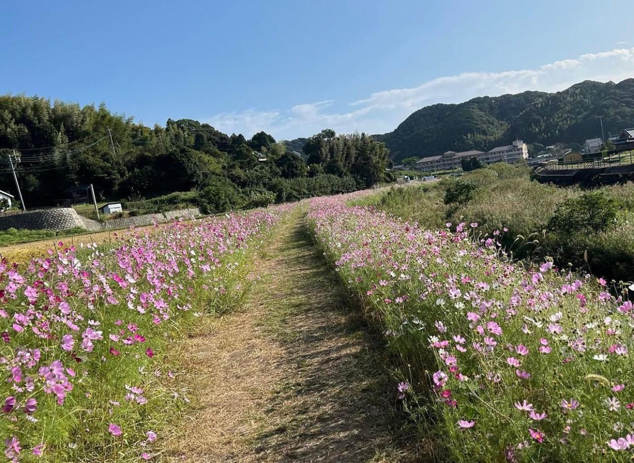 【秋】三川内町「コスモすまいる街道」-0