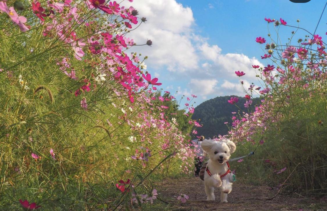 佐世保在住わんこと季節のお散歩におすすめのスポットをご紹介！-1