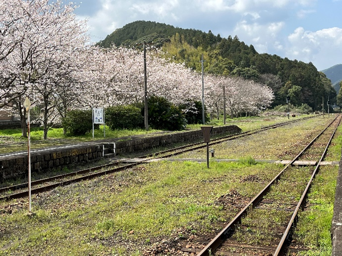 今年も桜花爛漫🌸-1