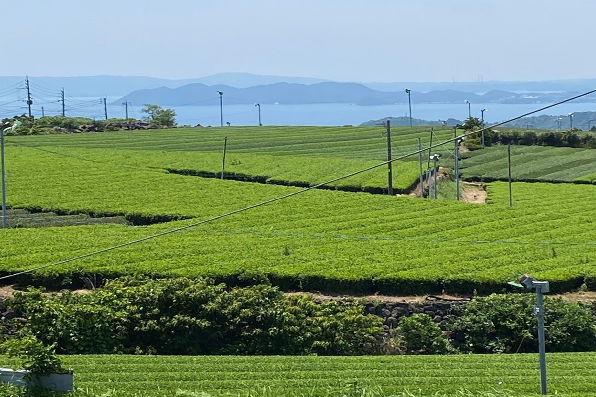 茶畑を走り抜ける爽快ドライブコース　（長崎県東彼杵町）-1