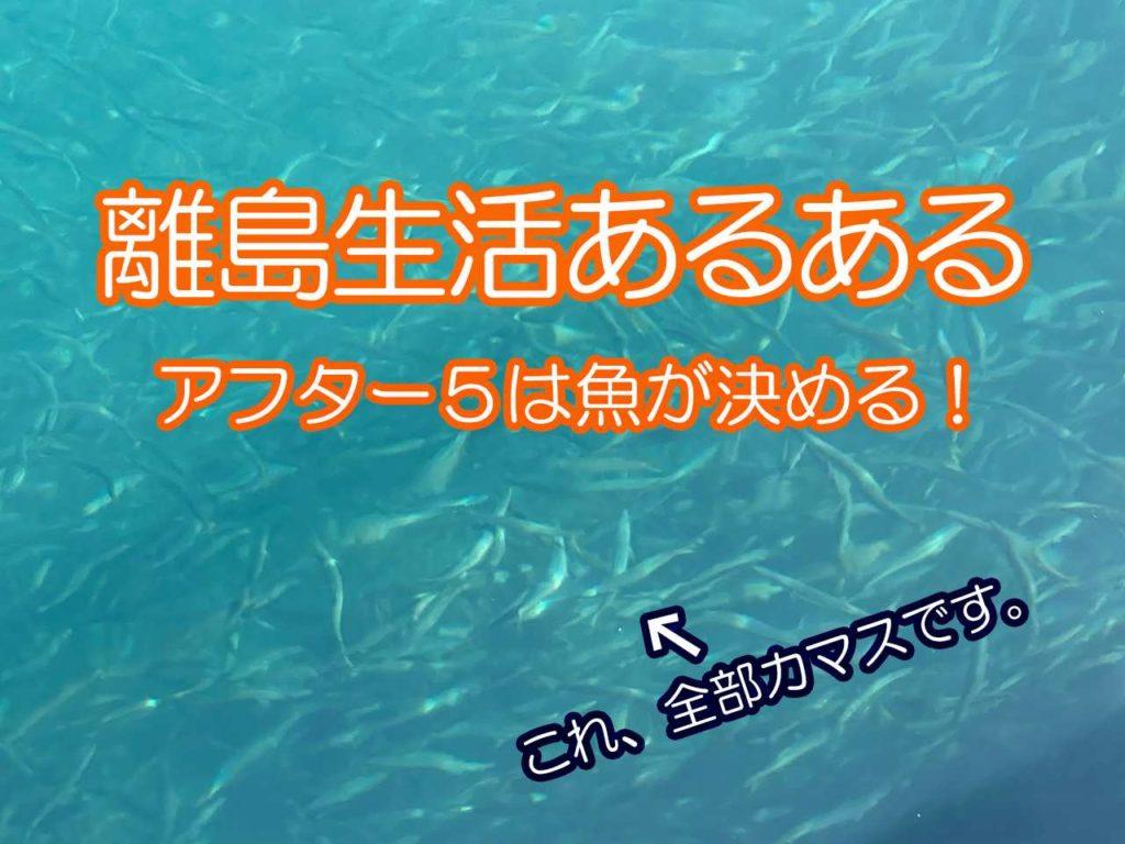 【離島生活あるある】アフター5と夕食は「魚」が決める宇久島生活。［協力隊レポ］-1