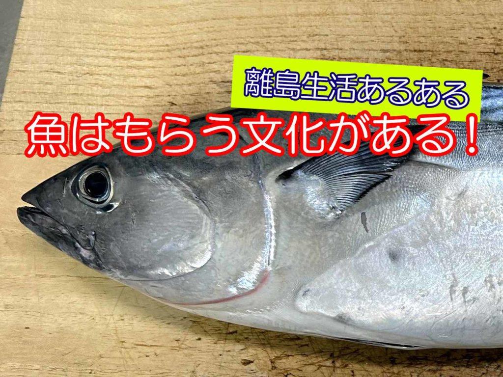 【離島生活あるある】魚はもらう文化がある。高級魚も珍しくない！［宇久島地域おこし協力隊レポ］-1