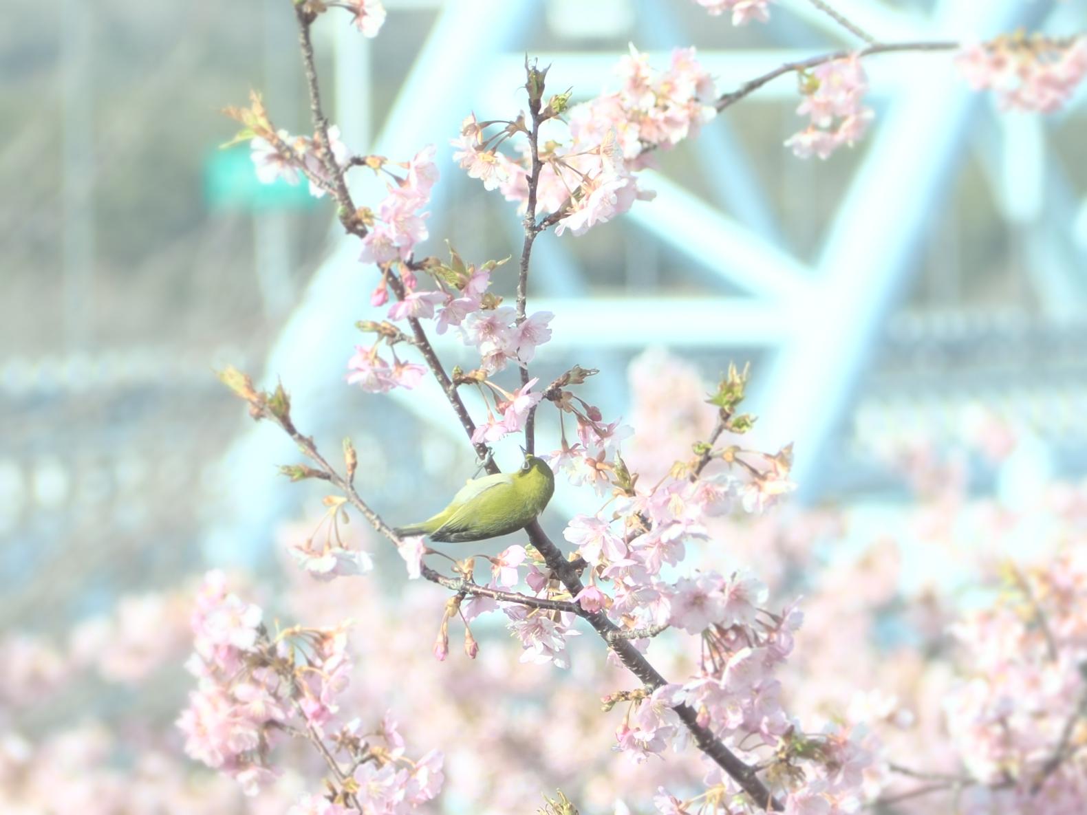 この春楽しみたい佐世保の桜スポット5選【2024年版】-1
