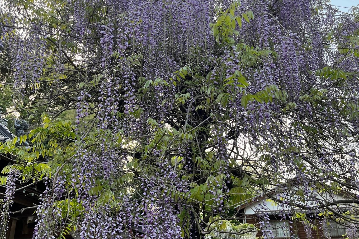 佐世保のフジの名所!藤山神社へ-1