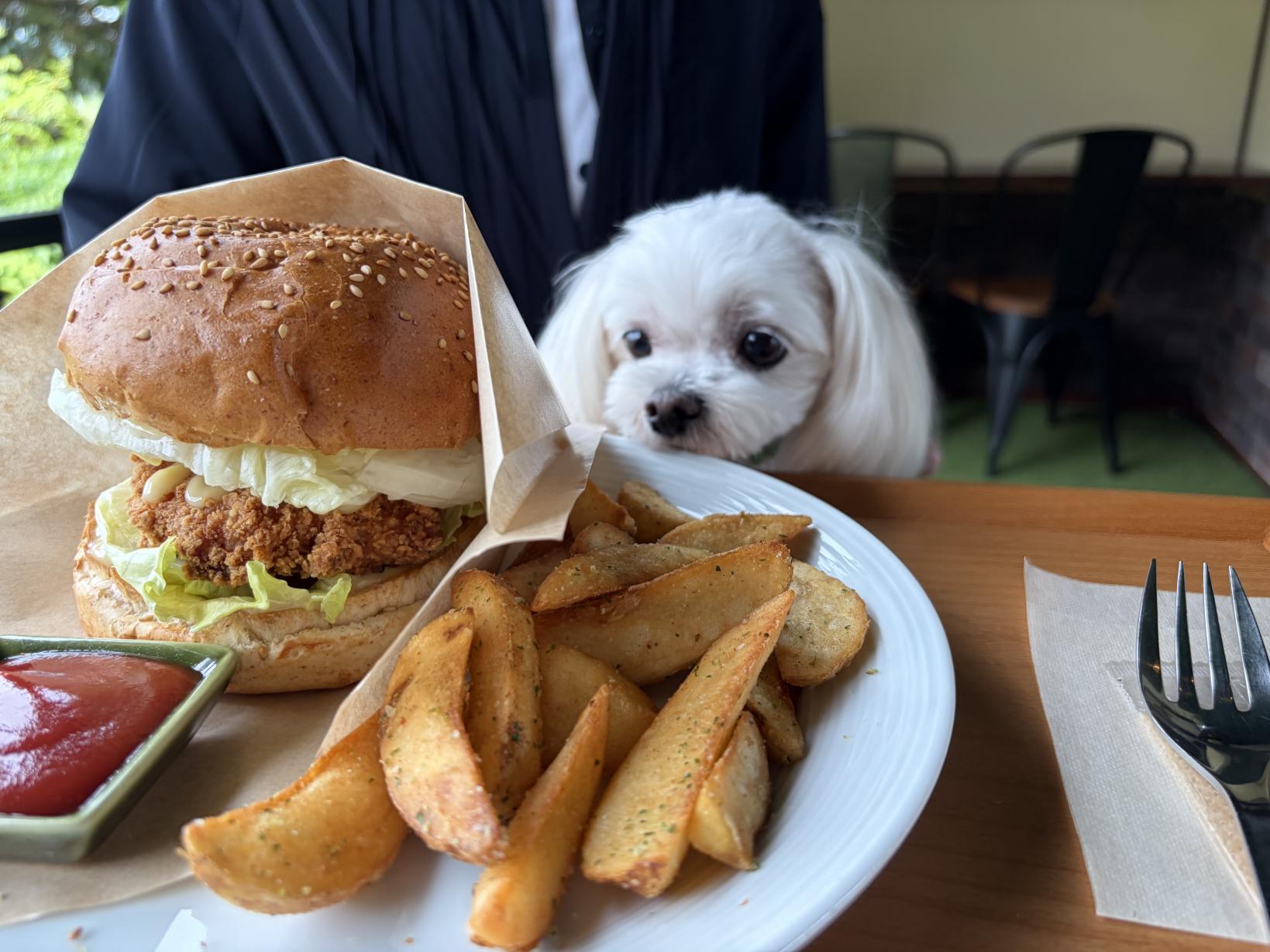 【犬連れランチ】 JAM COFFEE 指方本店に行ってきました♪-1