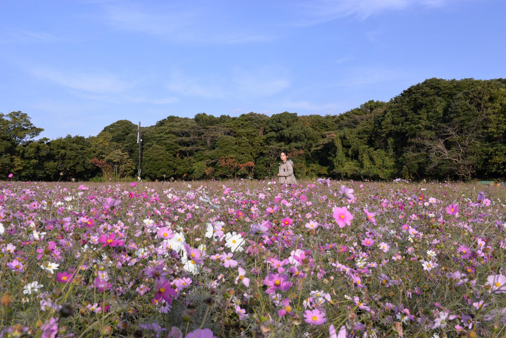 「縁結び大学」に佐世保の観光スポットが掲載されました！-2