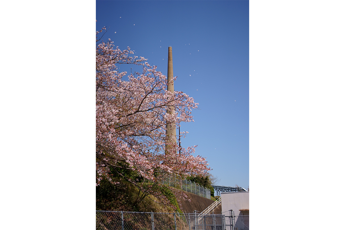 桜舞う針尾送信所-1