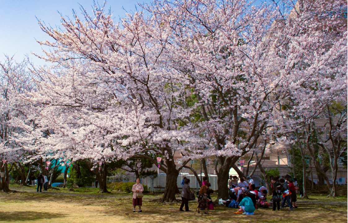 佐世保公園の桜-1