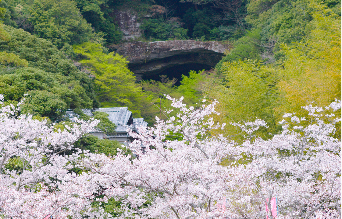 御橋観音の桜-1