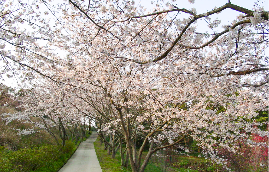 花の森公園の桜-1
