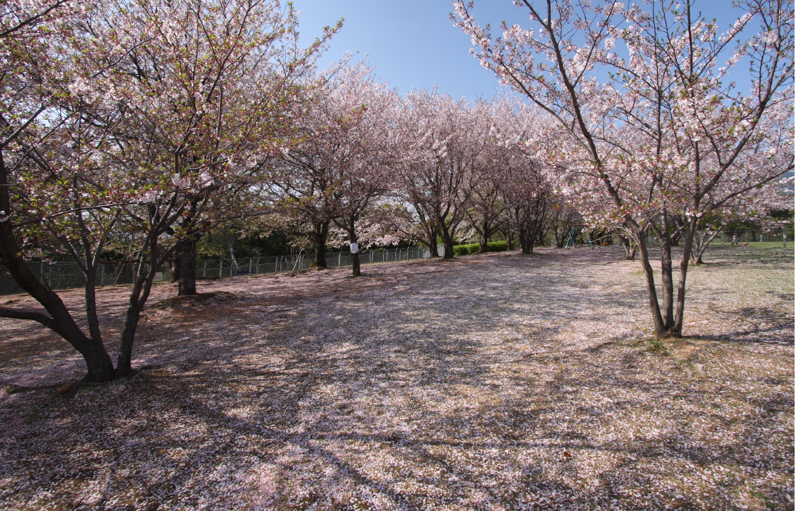 天神公園の桜-1