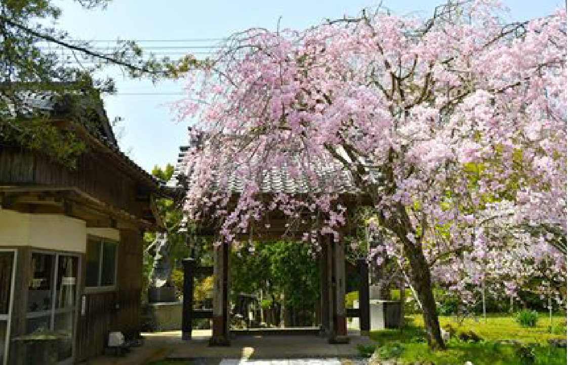 西光寺の大村桜-1