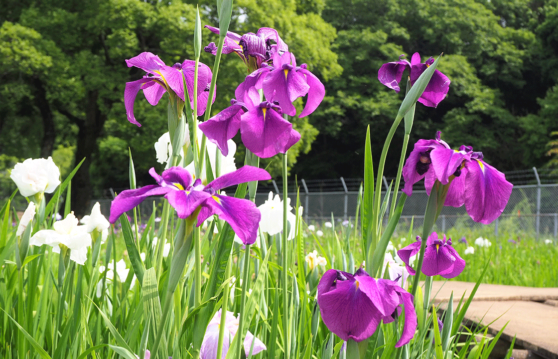 天神公園の花菖蒲-1