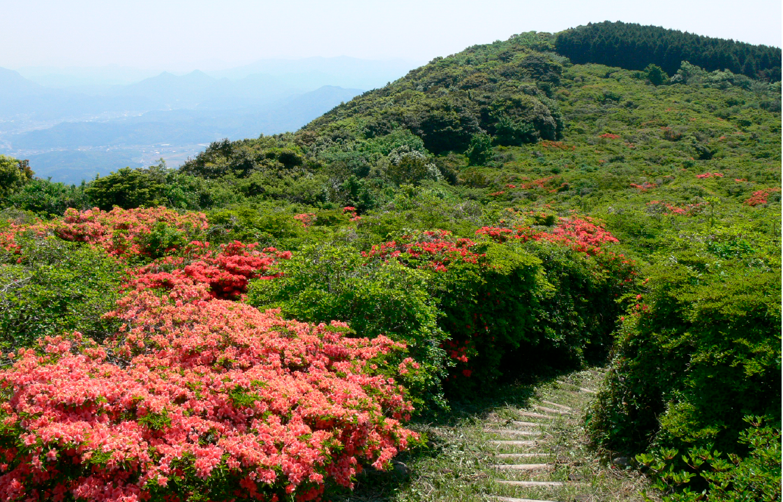 隠居岳（かくいだけ）のつつじ-1