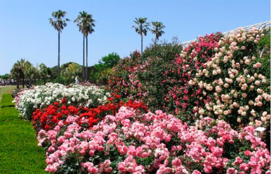 九十九島動植物園森きららのバラ-1