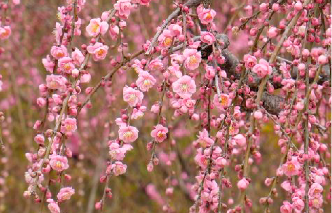 佐世保花園の梅-1