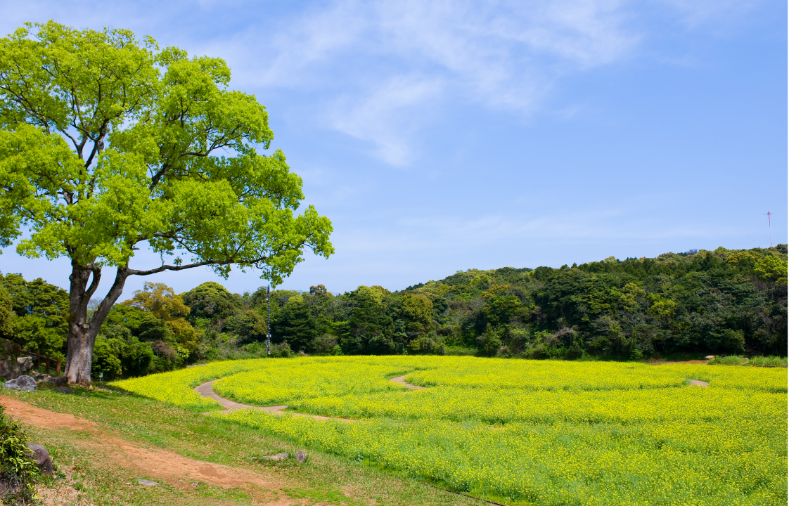 展海峰の菜の花-1