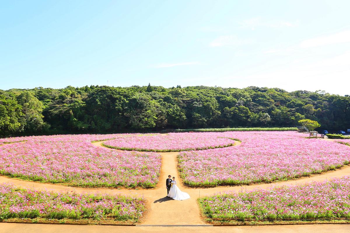 【2日目】展海峰でコスモスor菜の花-1