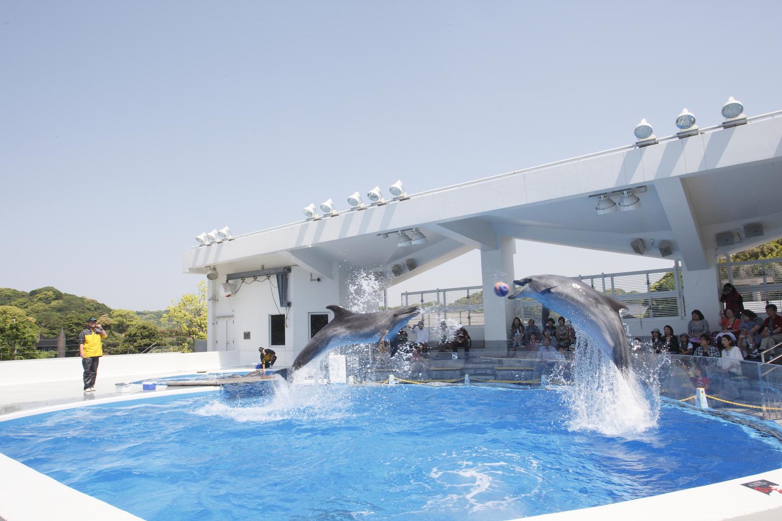 九十九島（くじゅうくしま）の魅力あふれる水族館-4