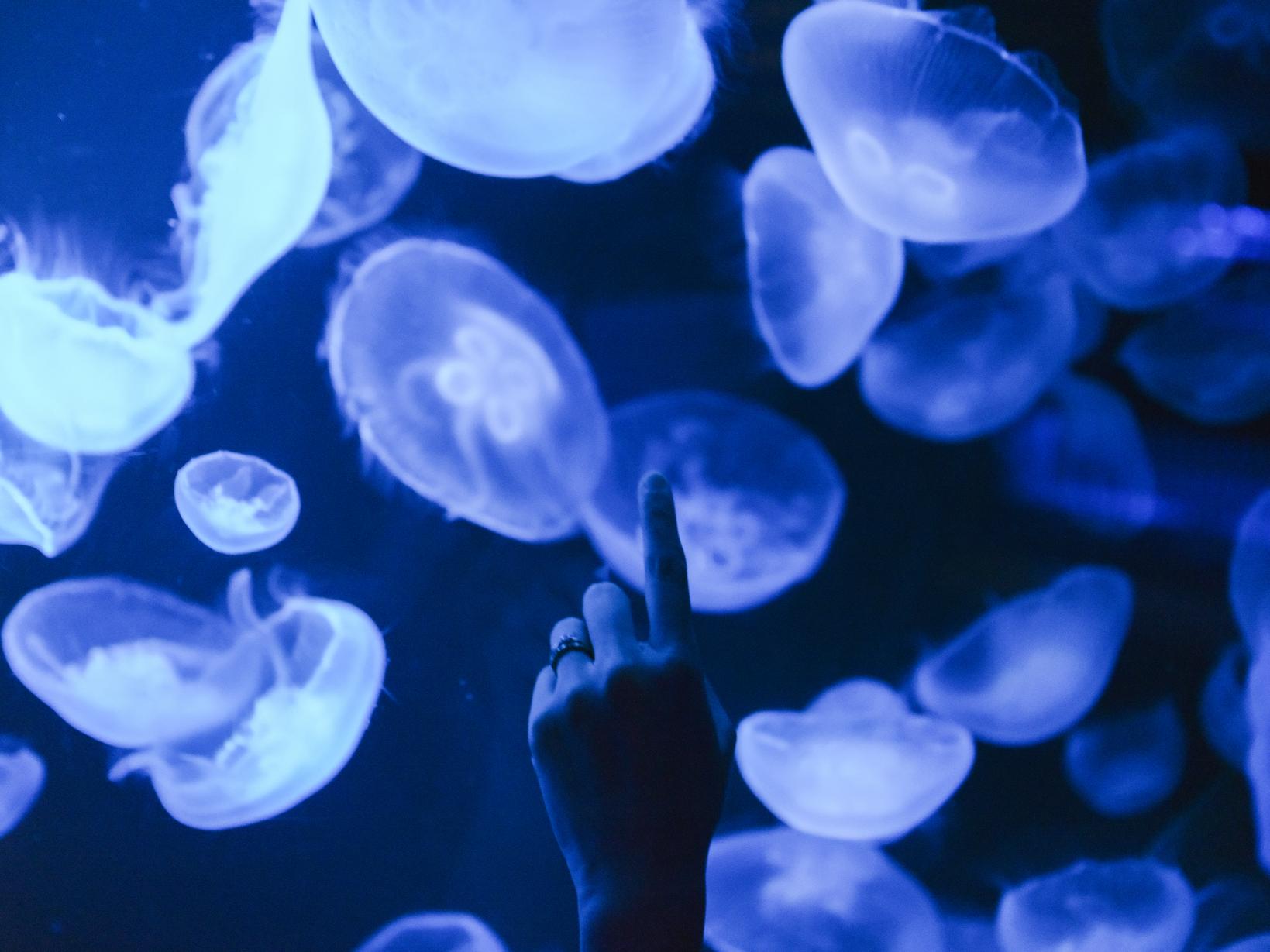 九十九島（くじゅうくしま）の魅力あふれる水族館-2