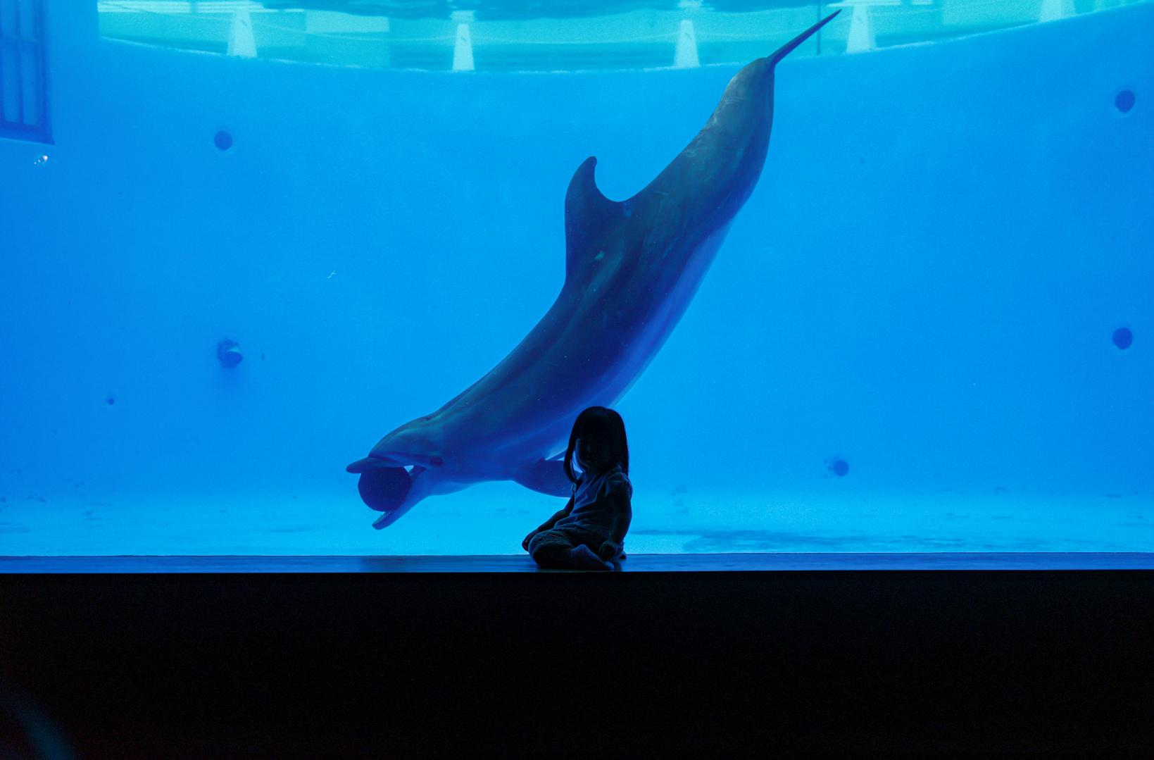 九十九島（くじゅうくしま）の魅力あふれる水族館-3