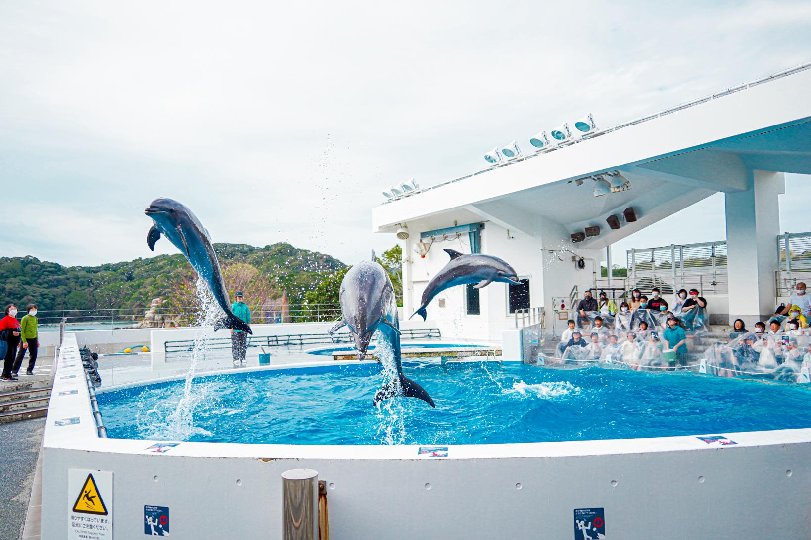 九十九島（くじゅうくしま）の魅力あふれる水族館-1