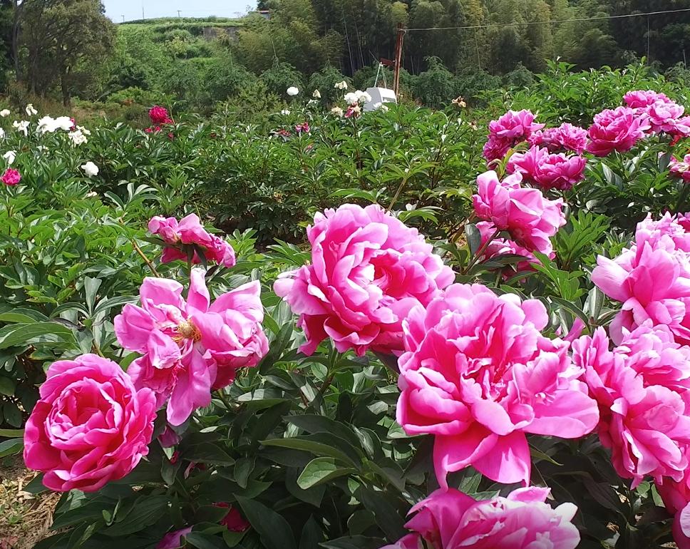 四季の花と庭園が織りなす桃源郷-3