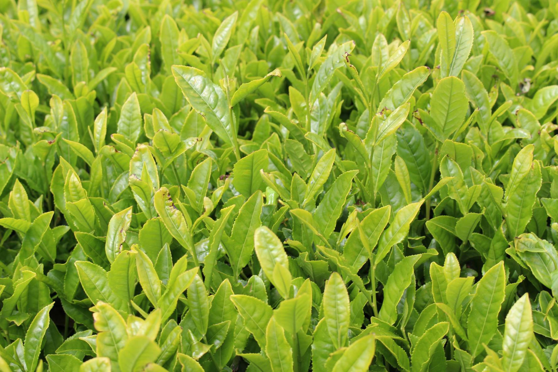 佐世保の茶の産地へ。お茶屋さんから学ぶ〈世知原茶の淹れ方＆ほうじ茶体験〉-2