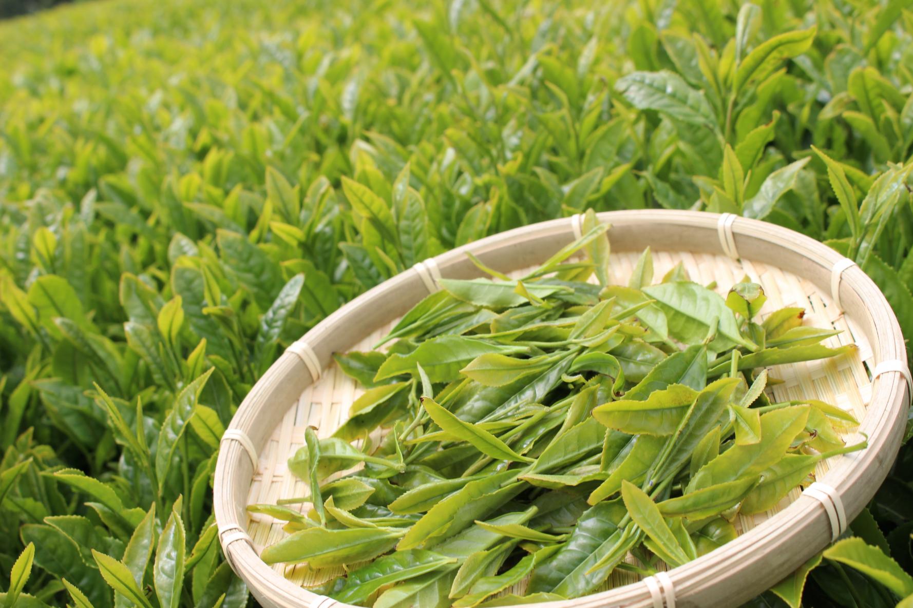 佐世保の茶の産地へ。お茶屋さんから学ぶ〈世知原茶の淹れ方＆ほうじ茶体験〉-0