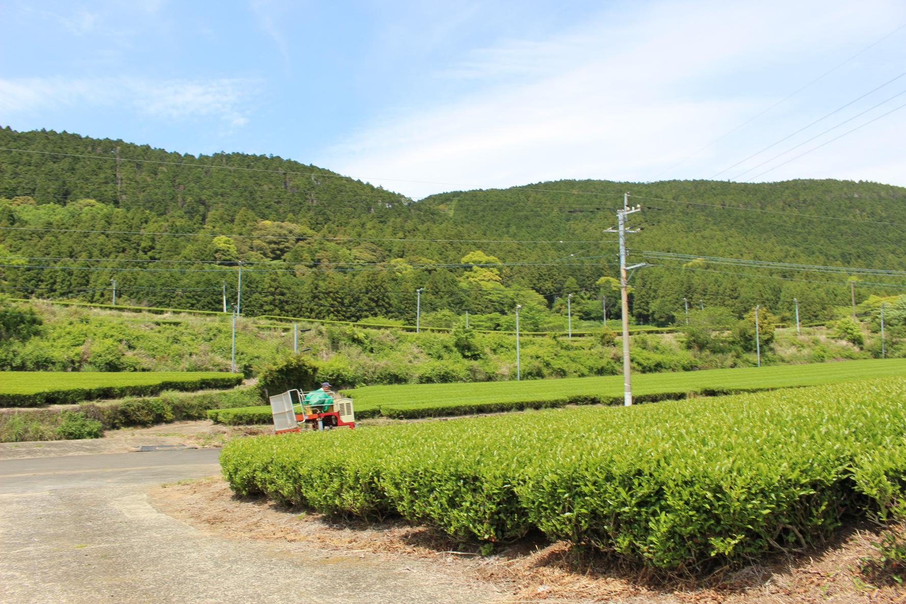 佐世保の茶の産地へ。お茶屋さんから学ぶ〈世知原茶の淹れ方＆ほうじ茶体験〉-1