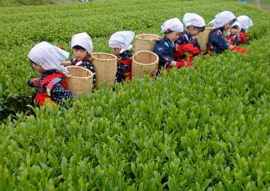 お茶どころ世知原町の見どころは17基の石橋群-0