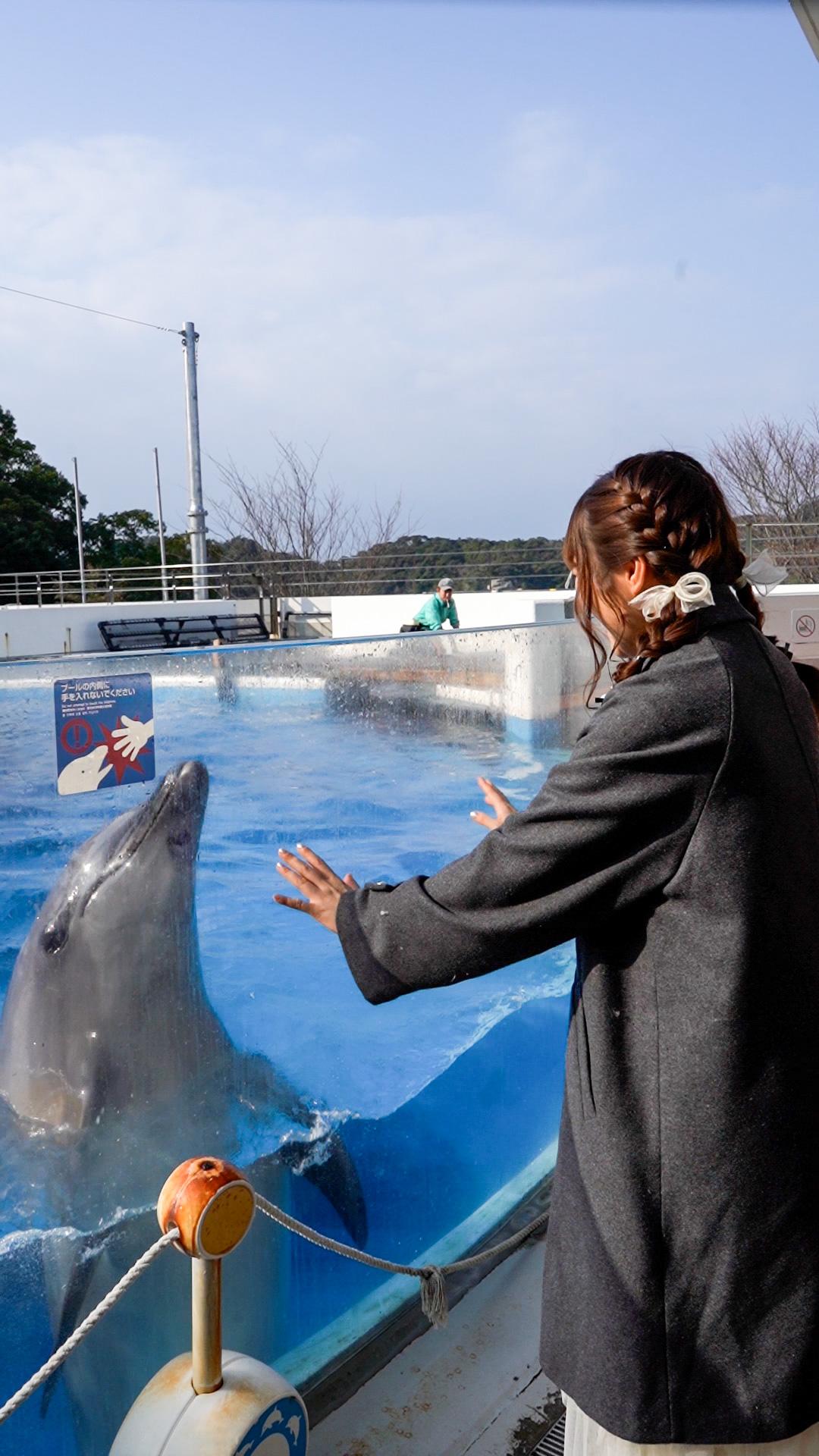 5.【九十九島水族館　海きらら】水しぶき上がるイルカのプログラムが大人気。-2
