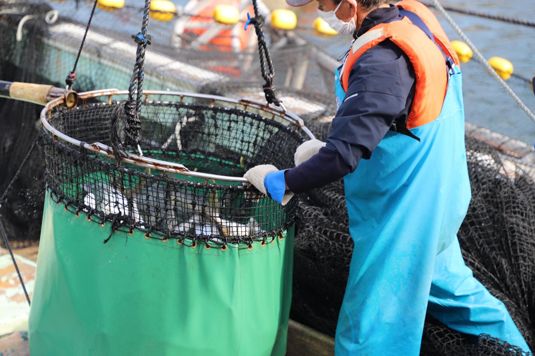 九十九島の恵みをまるごと味わう「九十九島ひらまさ」-5