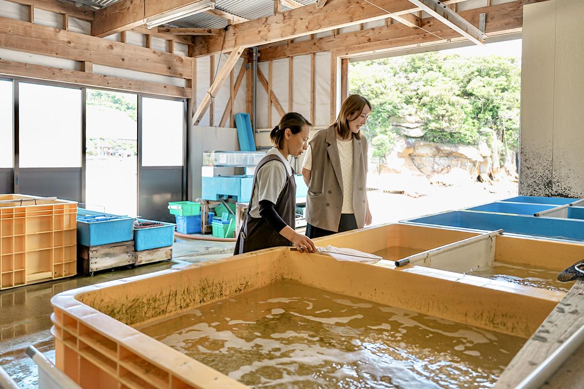 養殖の道20年超、小佐々のおいしさとどけます-3