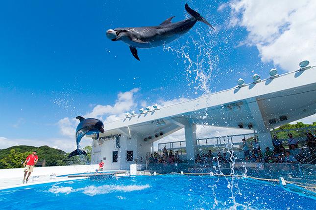 「九十九島」の海の生きものに会いに行こう-1