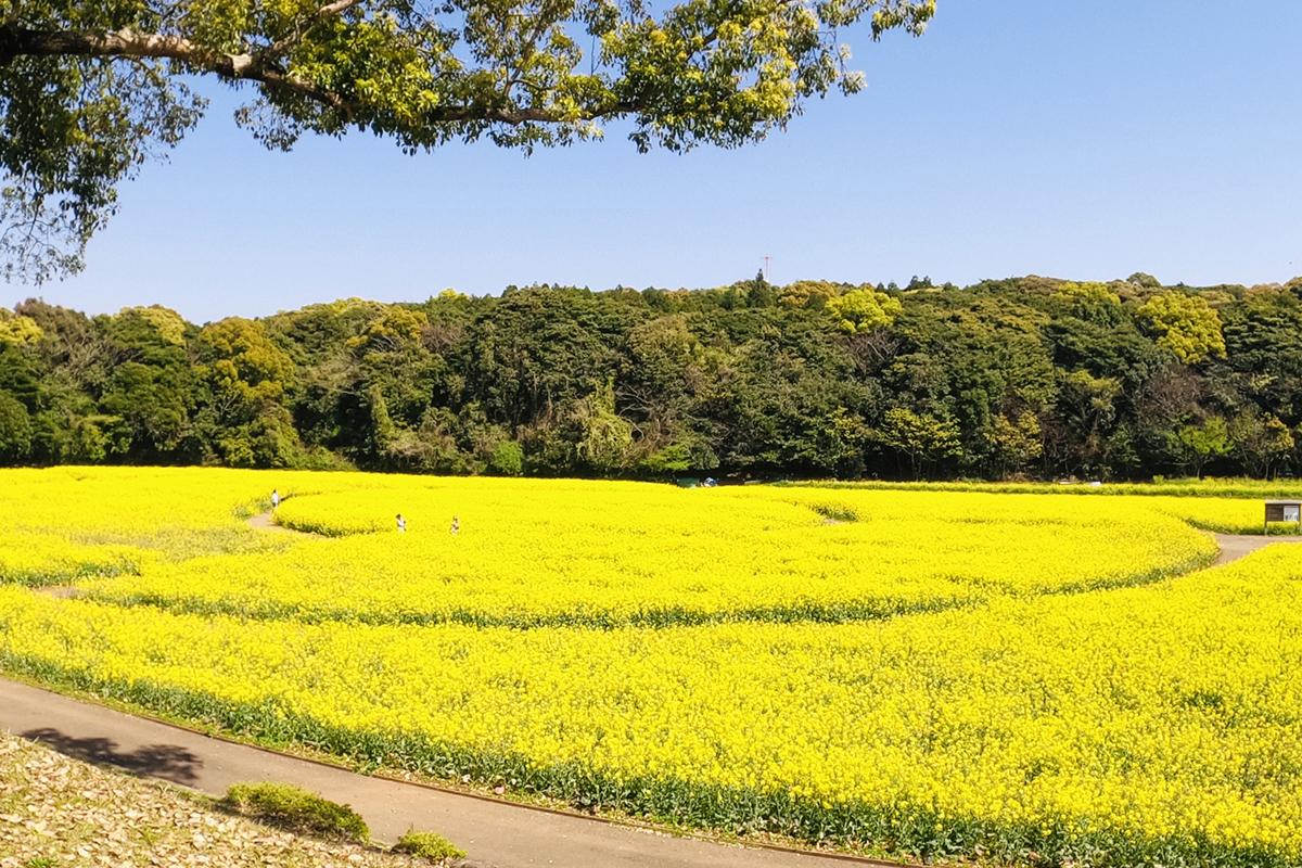 花の迷路とパノラマビューのコラボレーション「展海峰」-2