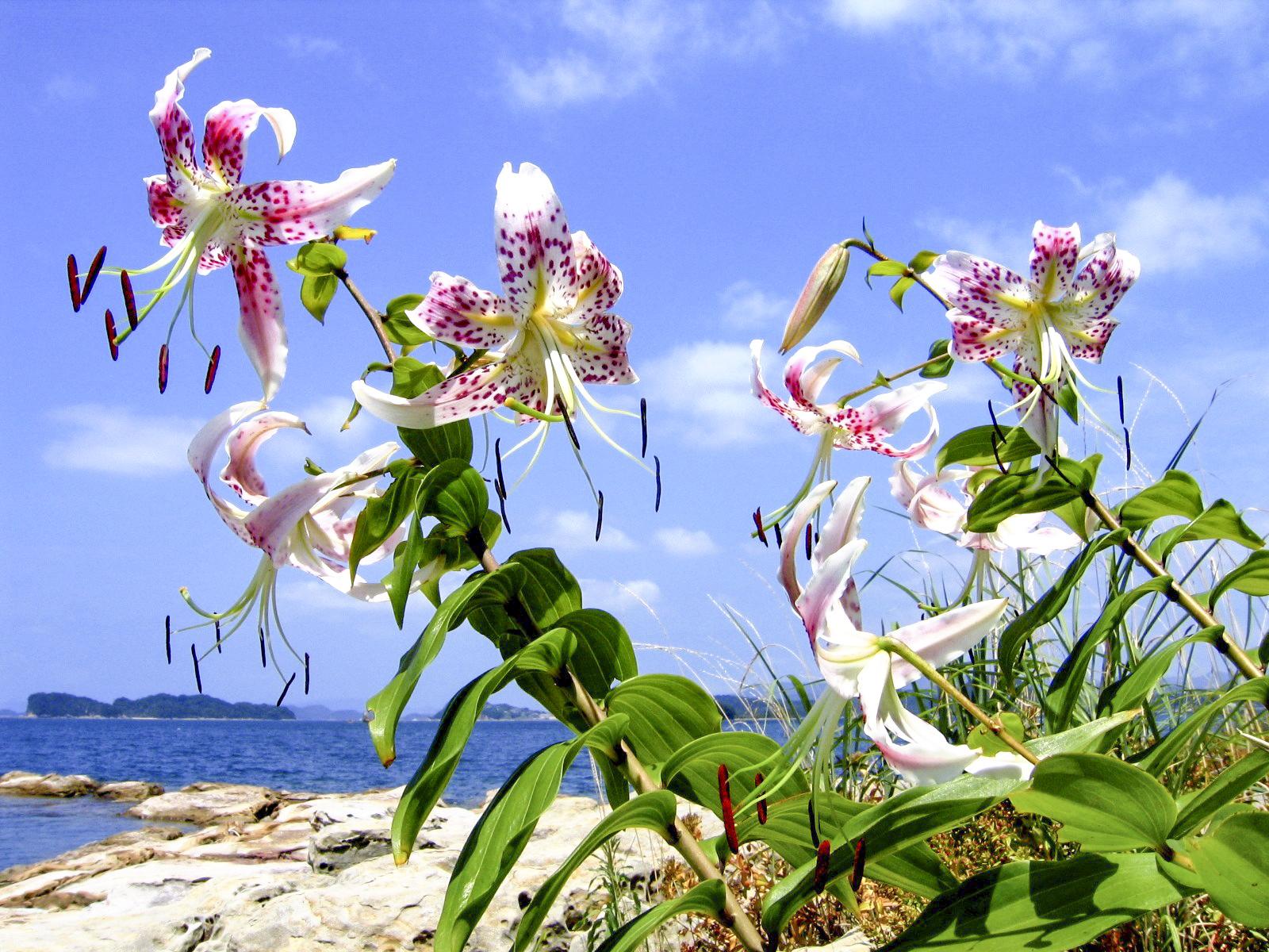 希少な動植物のすまう九十九島　自然を守るマナー＆注意点をチェック！-0