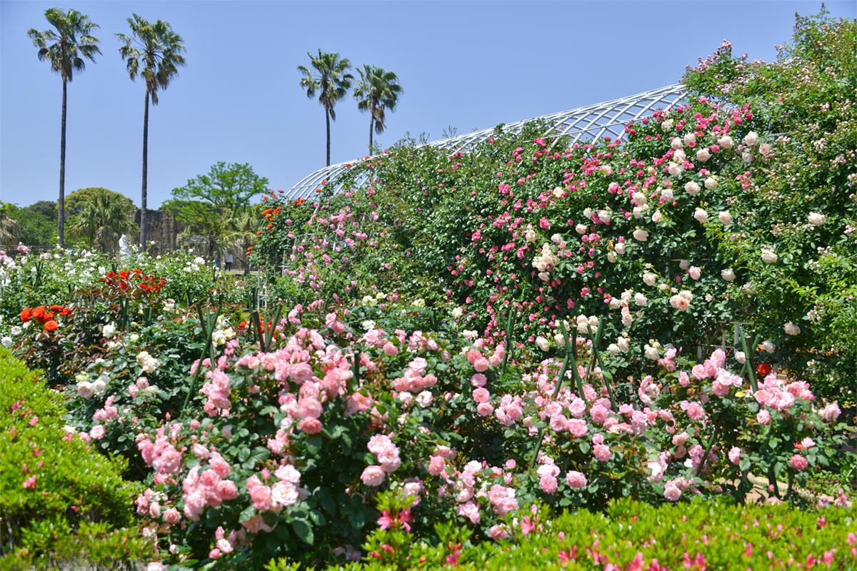 九十九島動植物園森きらら-4