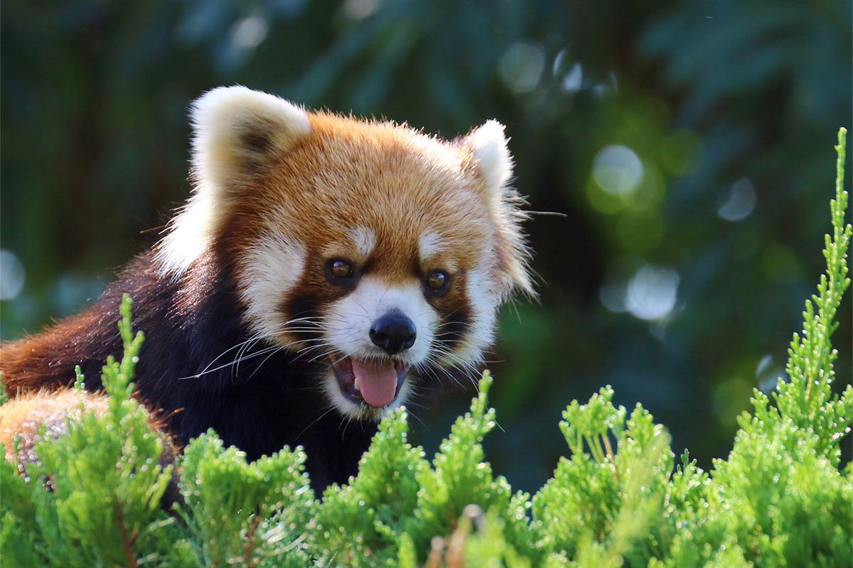 九十九島動植物園森きらら-3