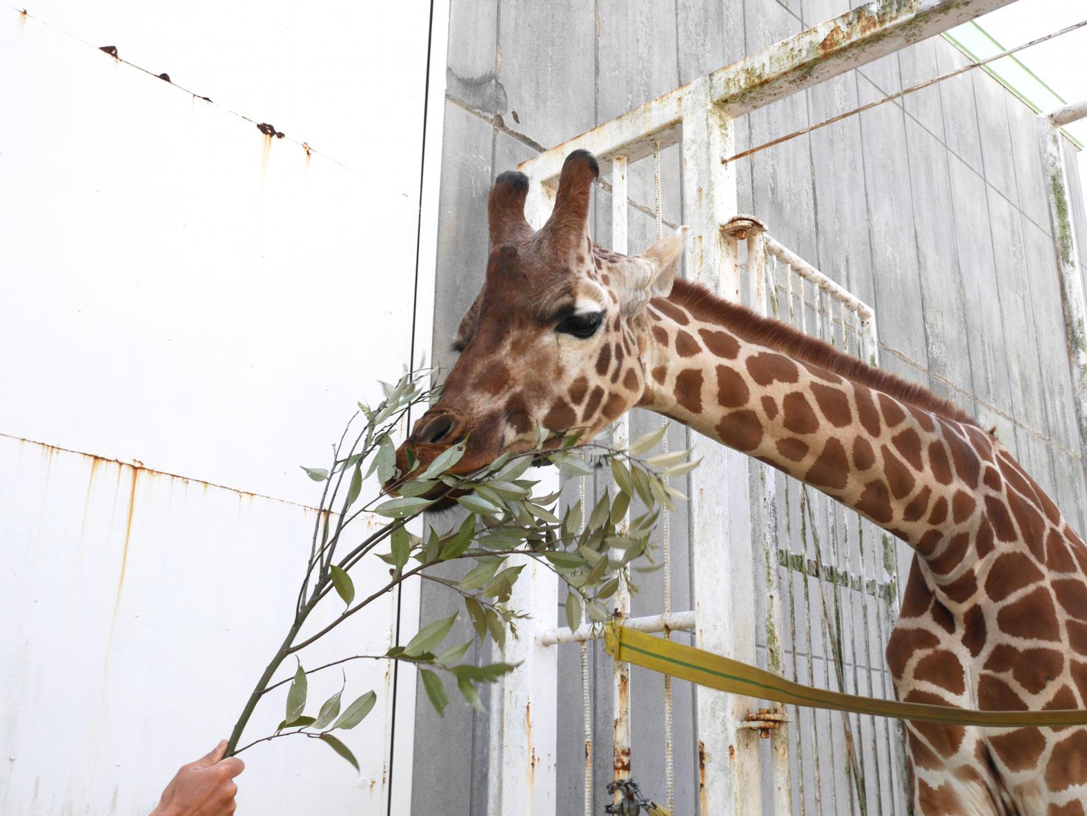 九十九島動植物園森きらら-5