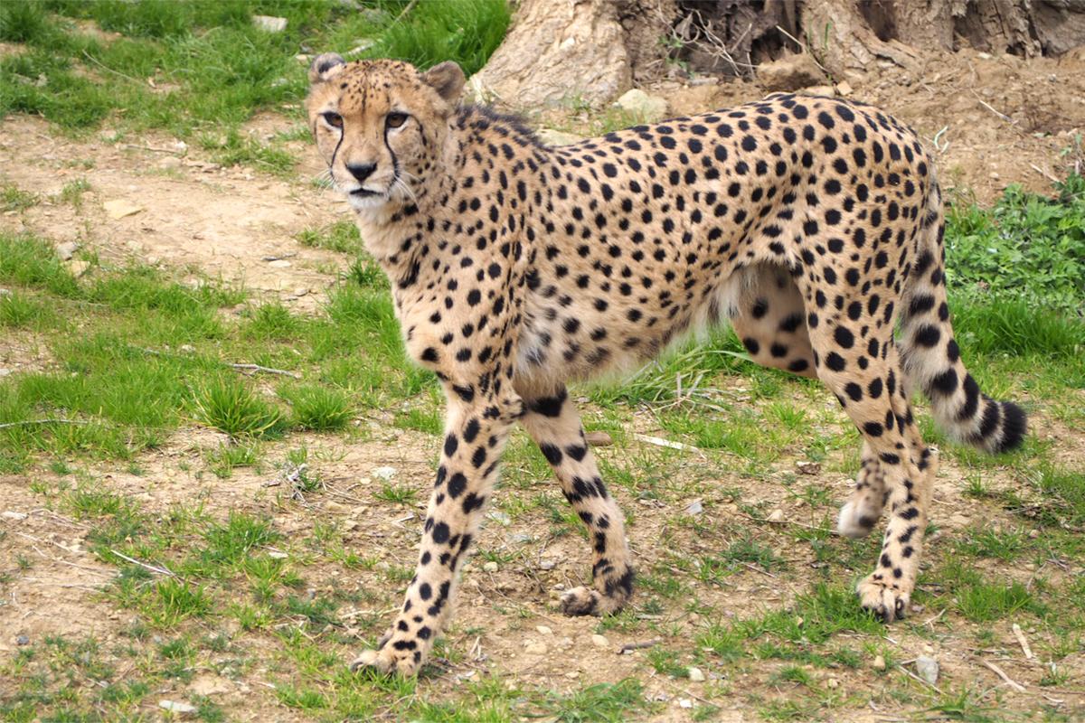 九十九島動植物園森きらら-1