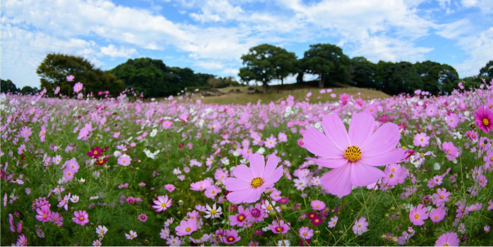 佐世保の四季を彩るお花見スポット