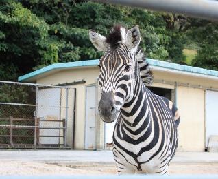 チャップマンシマウマ-19