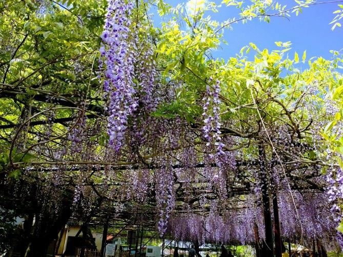 藤山神社 観光スポット 公式 佐世保 小値賀 観光 旅行サイト 海風の国観光圏